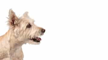 Free PSD cute dog portrait isolated