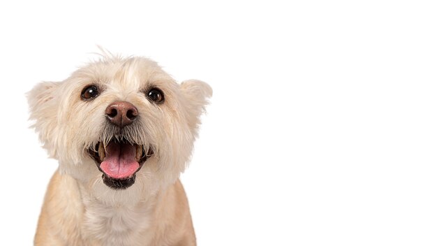 分離されたかわいい犬の肖像画