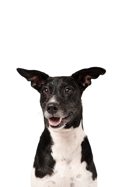 Cute dog portrait isolated