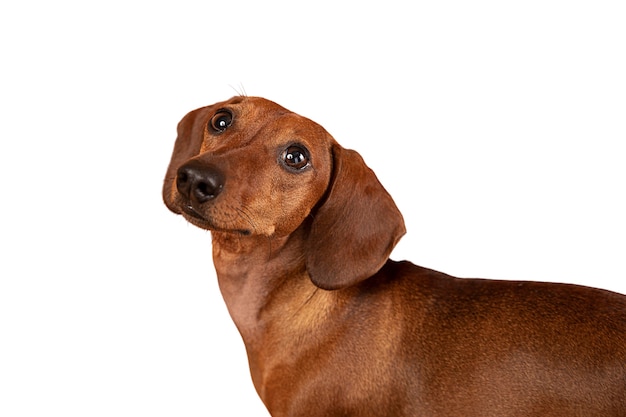 分離されたかわいい犬の肖像画