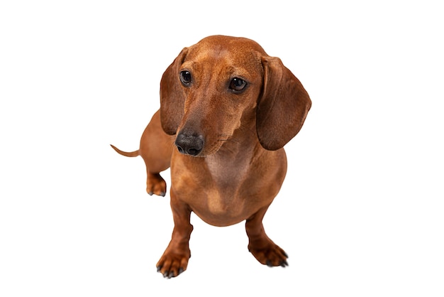 分離されたかわいい犬の肖像画
