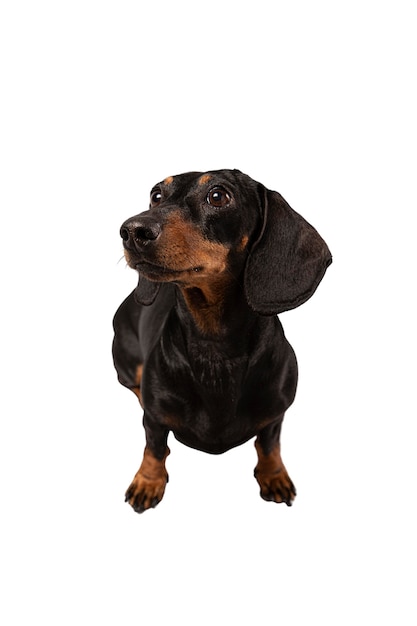 分離されたかわいい犬の肖像画