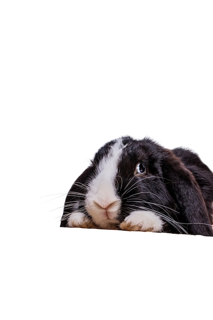 cute rabbit pet portrait