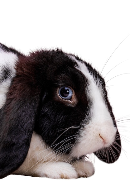 cute rabbit pet portrait