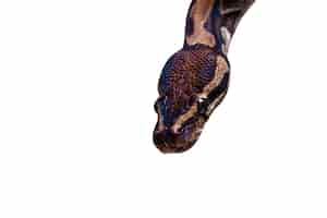 Бесплатный PSD Симпатичный портрет змеи