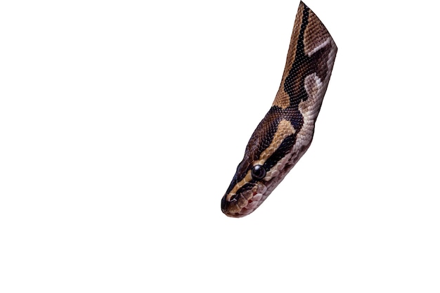 Free PSD cute snake pet portrait