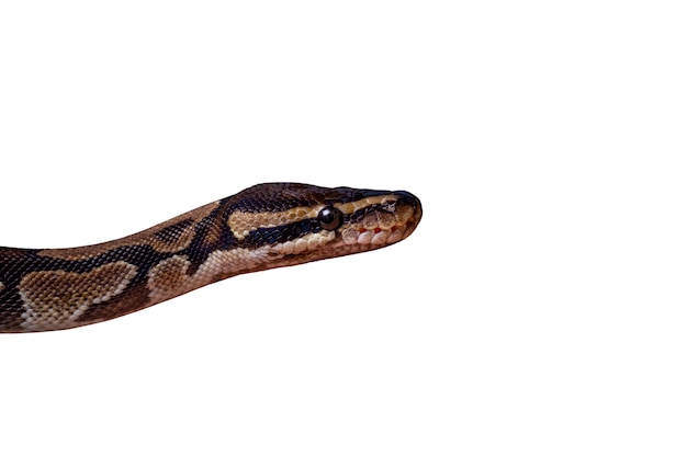 Simpatico ritratto dell'animale domestico del serpente