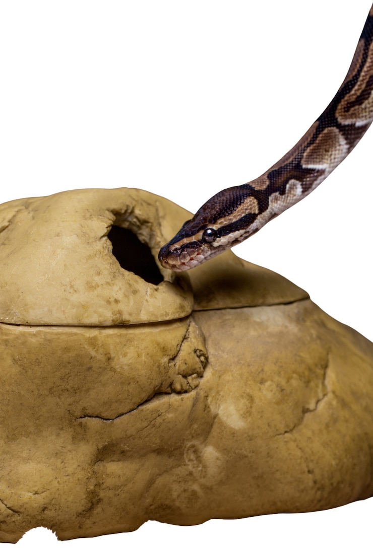 Free PSD cute snake pet portrait