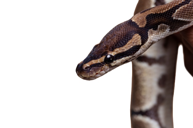 PSD gratuito simpatico ritratto dell'animale domestico del serpente