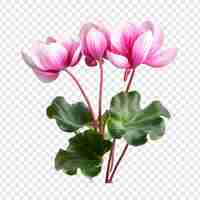 Free PSD cyclamen flower isolated on transparent background