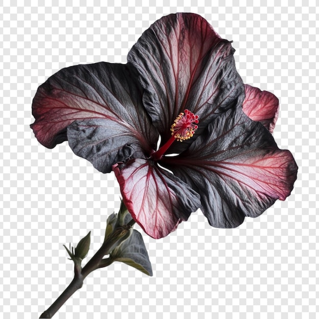 黑色的优雅 一朵引人注目的黑<unk>花