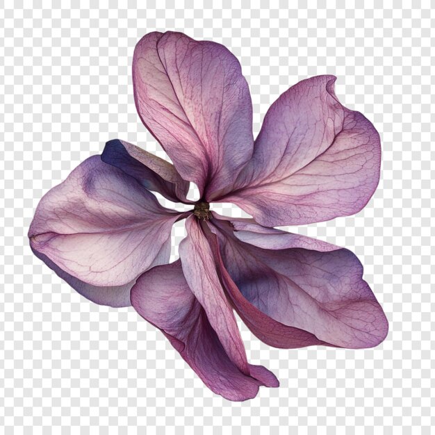 細細的紫色花朵開花 一次近距離研究