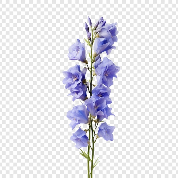 PSD gratuito fiore del delphinium isolato su sfondo trasparente