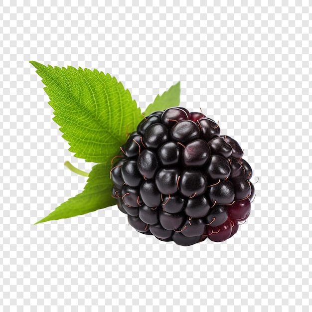 무료 PSD 투명한 배경에 고립 된 dewberry 과일