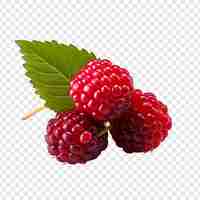 Free PSD dewberry fruits isolated on transparent background