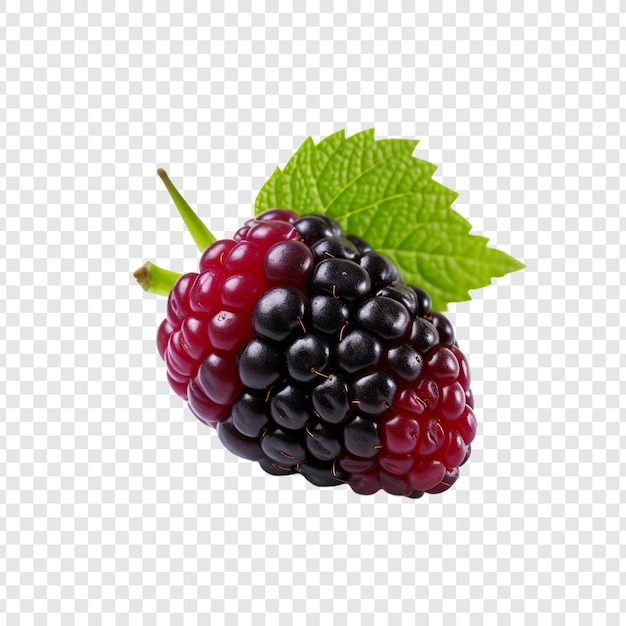 Frutti di dewberry isolati su sfondo trasparente