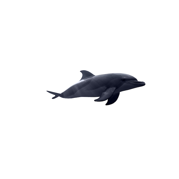 Free PSD dolphin isolated figure