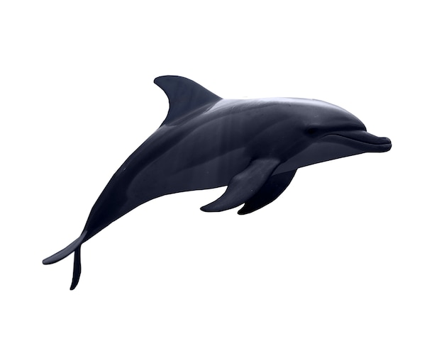 Free PSD dolphin isolated figure