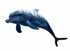 Free PSD dolphin isolated figure