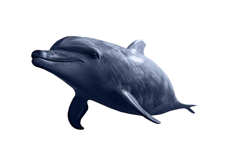 Free PSD dolphin isolated figure