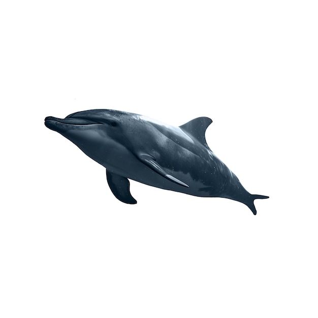 Dolphin isolated figure