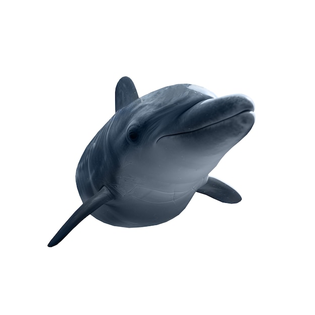 Free PSD dolphin isolated figure