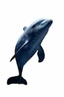 Free PSD dolphin isolated figure