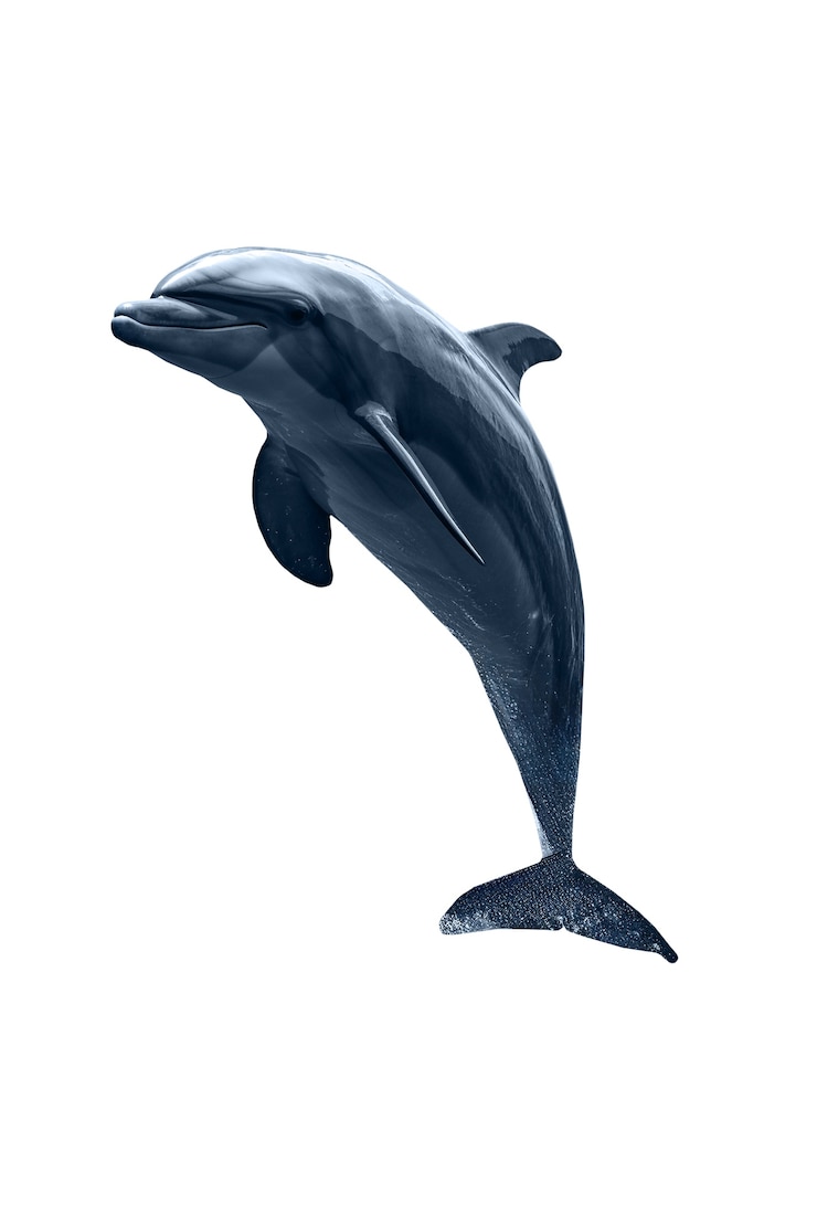 Free PSD dolphin isolated figure