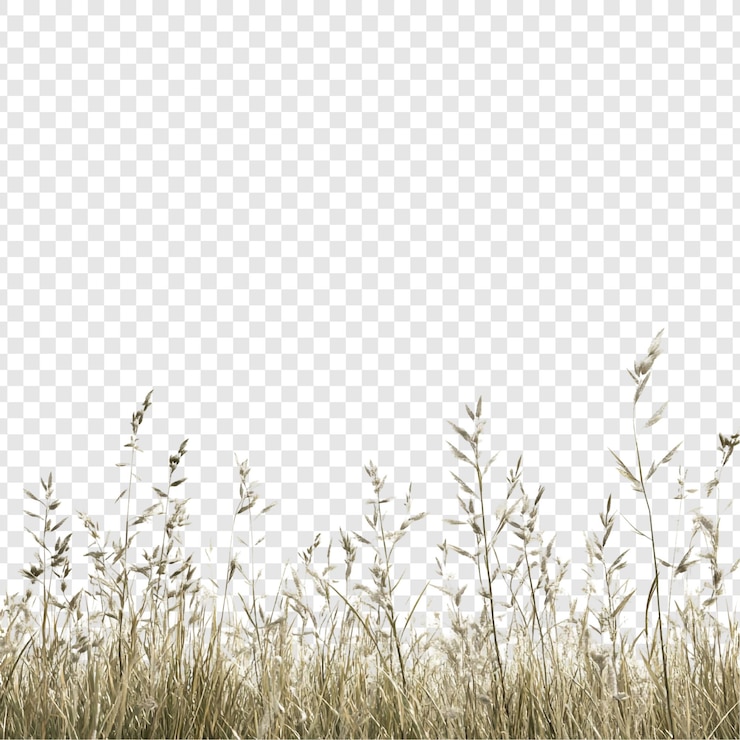Free PSD dried grass field border natures subtle beauty