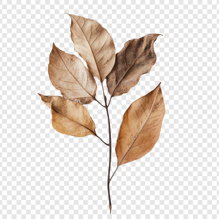 無料PSD 乾燥した葉の枝の静物写真