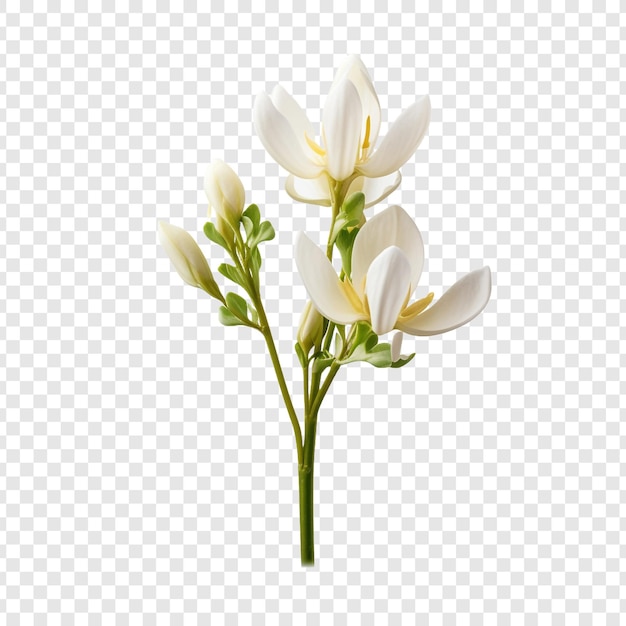 Бесплатный PSD Цветок бриджи dutchmans изолирован на прозрачном фоне