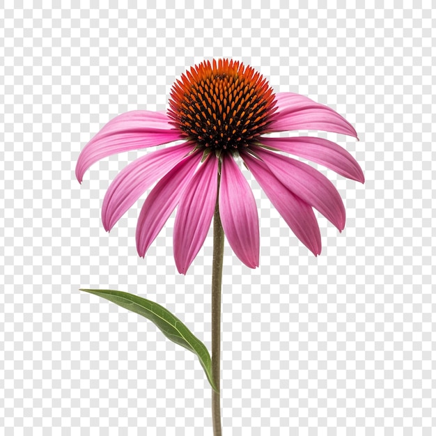 PSD gratuito fiore di echinacea isolato su sfondo trasparente