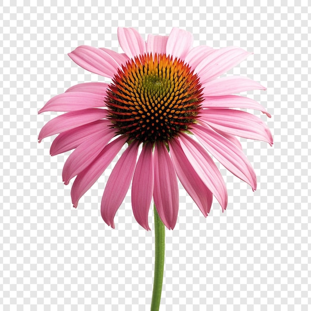 Echinacea flower isolated on transparent background