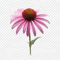 Free PSD echinacea flower png isolated on transparent background