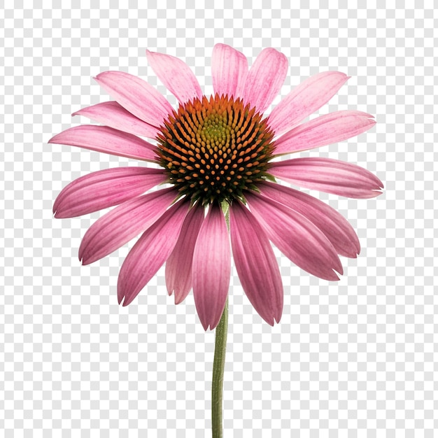 PSD gratuito png del fiore di echinacea isolato su sfondo trasparente