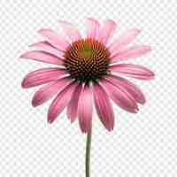 PSD gratuito png del fiore di echinacea isolato su sfondo trasparente