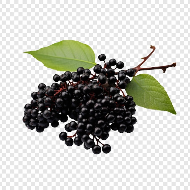 Free PSD elderberry fruits isolated on transparent background