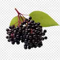 Free PSD elderberry fruits isolated on transparent background