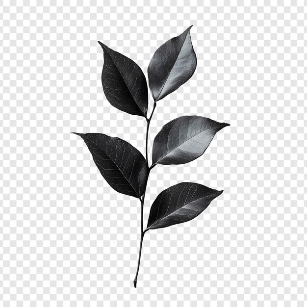 Elegant Dark Leafy Branch A Monochromatic Still Life