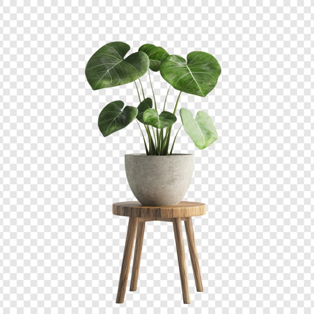 elegant indoor plant on wooden stool