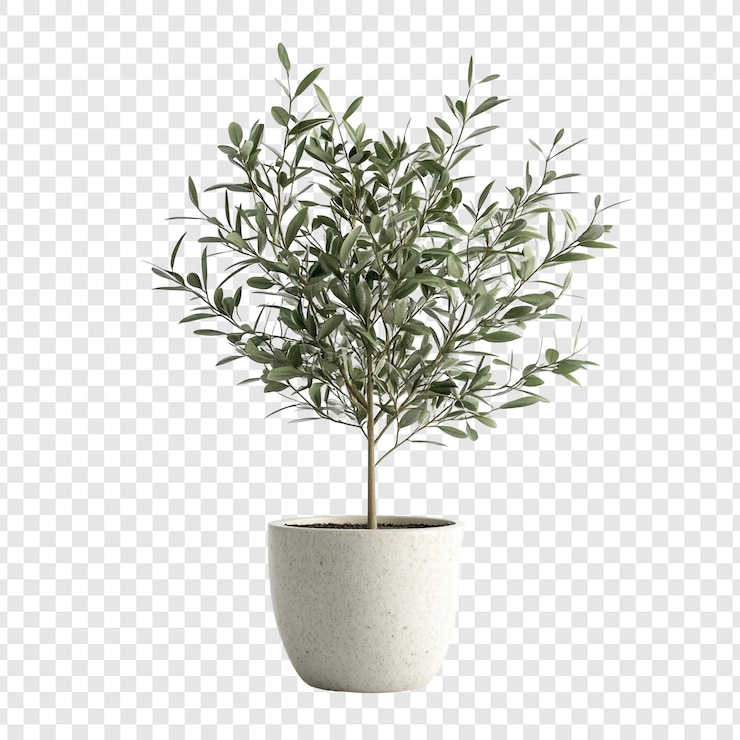 Free PSD elegant olive tree in potted planter a symbol of peace and tranquility