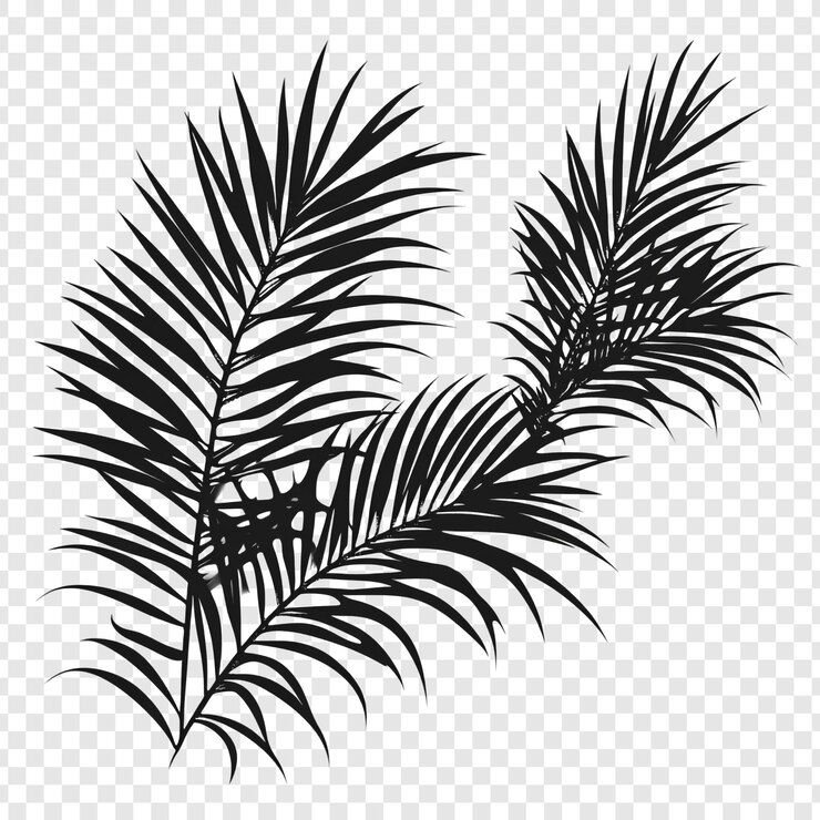 Free PSD elegant palm frond silhouette a tropical design element
