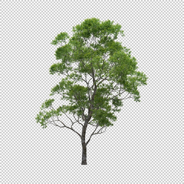 Eucalyptus tree with isolated background, tree 3d render Premium Psd