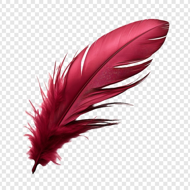 Free PSD feathers adorn a fashionable isolated on transparent background