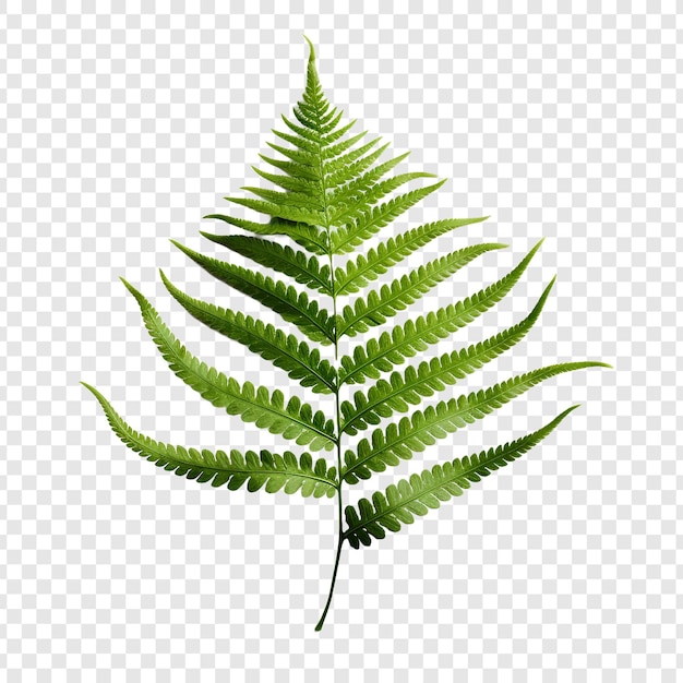 Free PSD fern flower isolated on transparent background