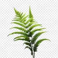 Free PSD fern flower isolated on transparent background