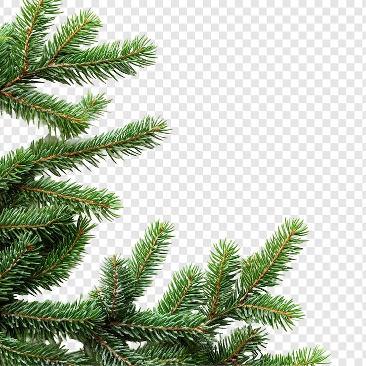 Free PSD festive evergreen branches a corner of christmas cheer