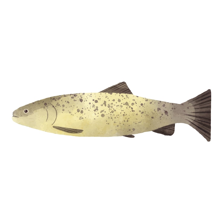 Бесплатный PSD fish seafood illustration design