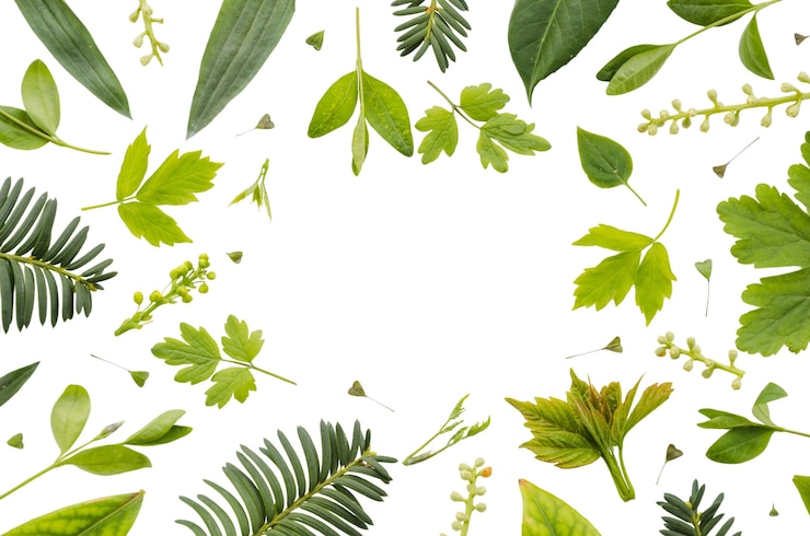 Free PSD flower frame isolated
