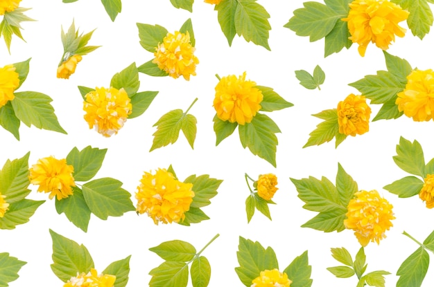 Flower pattern design isolated